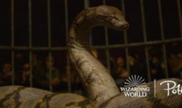 神奇动物2在线观看,格林德沃之罪在线观影指南：揭秘魔法世界的奇幻续集